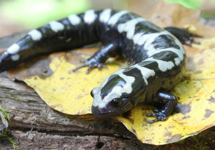 Marbled Salamander